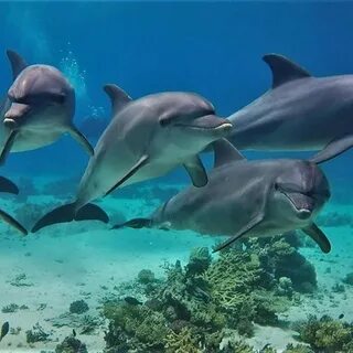 Uncovering the Natural Beauty of Hurghada on a Private Day Tour