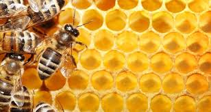 فوائد العسل للرجال في تعزيز القدرة الجنسية