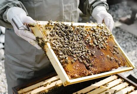 عسل السدر وأسرار فوائده الصحية العديدة