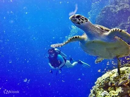 The Ultimate Thrill: Snorkeling in Hurghada Reef