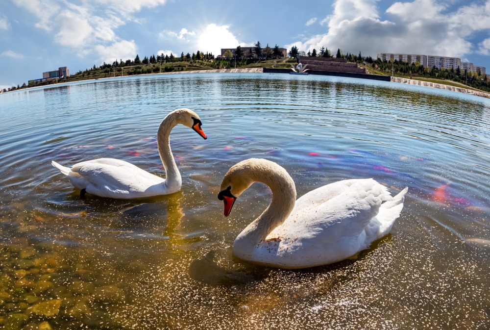 استكشاف عجائب العالم في موقع مشترك: الحدود بين الولايات المتحدة وكندا