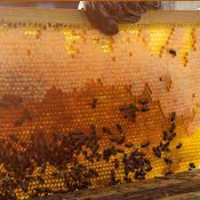 عسل النحل الطبيعي كمضاد حيوي طبيعي ومضاد للالتهابات