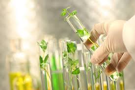 An Overview of the Current State of Pipeline Environmental Research in Egypt