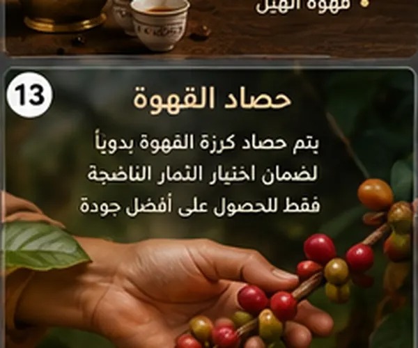 مراحل تحضير القهوة السعودية الشقراء بالطريقة السعودية التقليدية