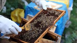 أهمية استخدام العسل في تعزيز جهاز المناعة